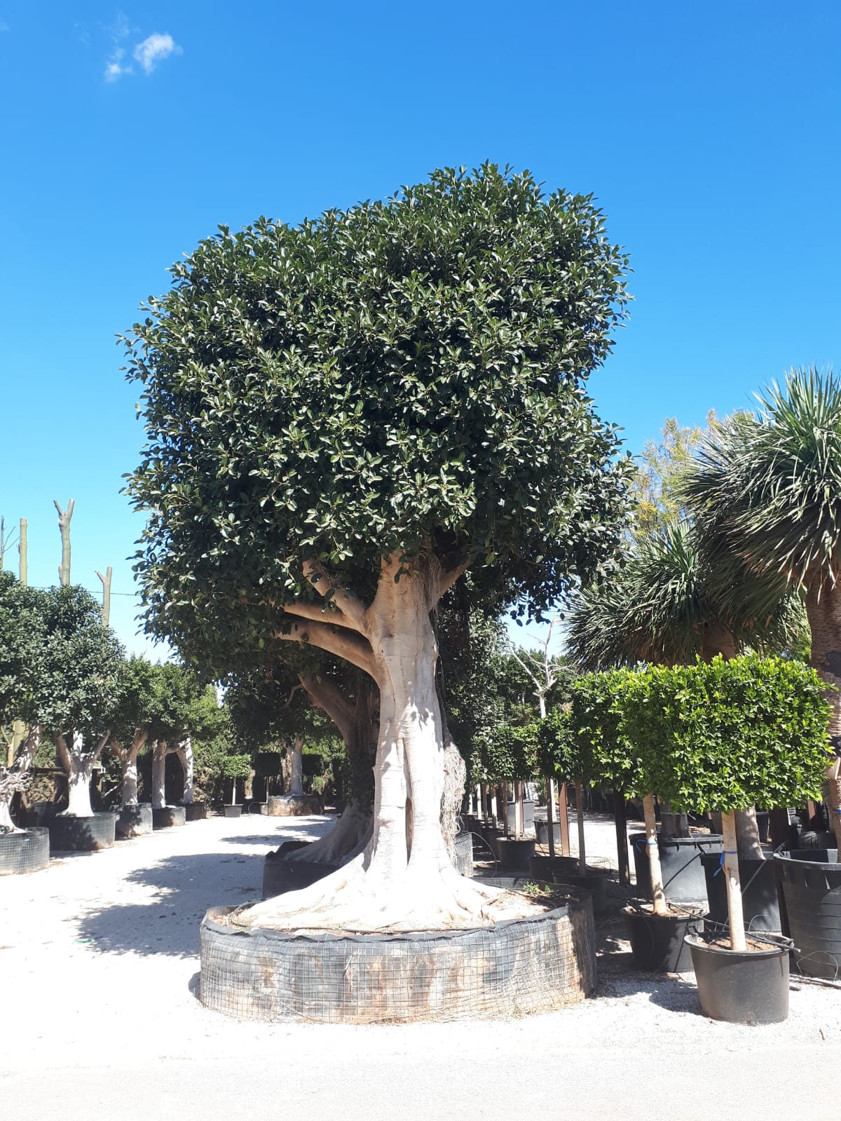 Ficus Australis