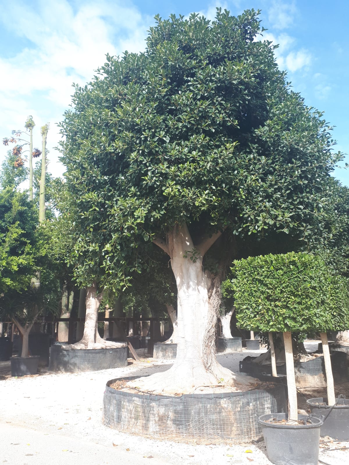 Ficus Australis