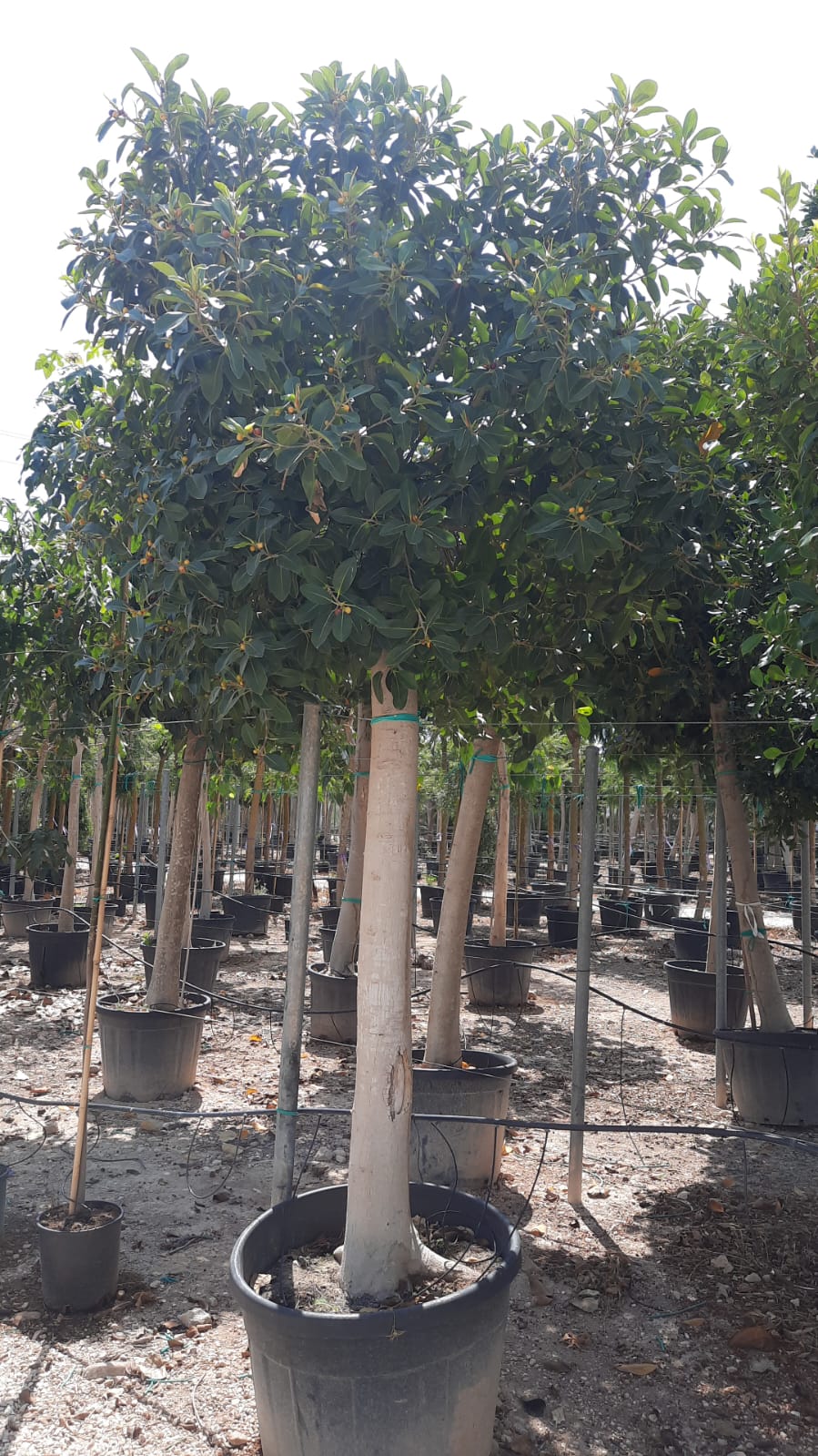 Ficus Australis