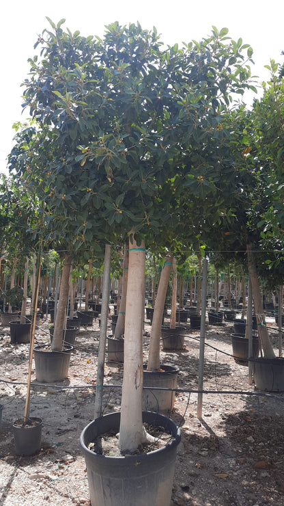 Ficus Australis