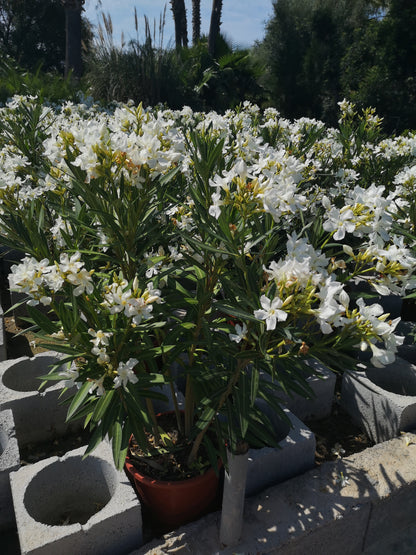 Oleander-Busch