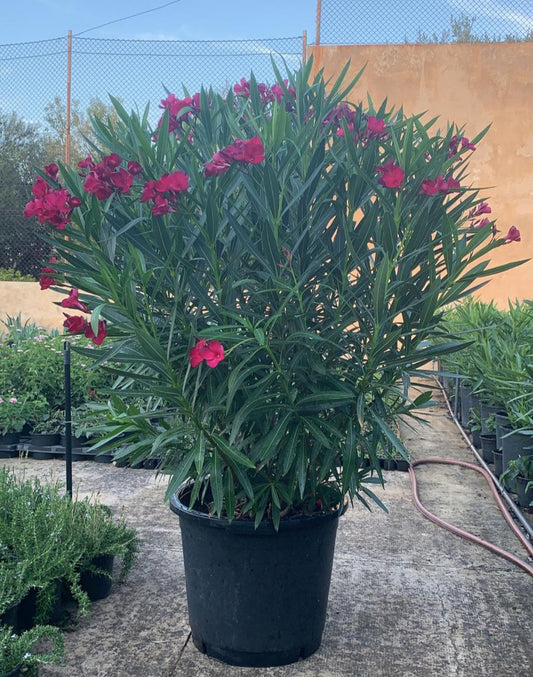 Oleander-Busch