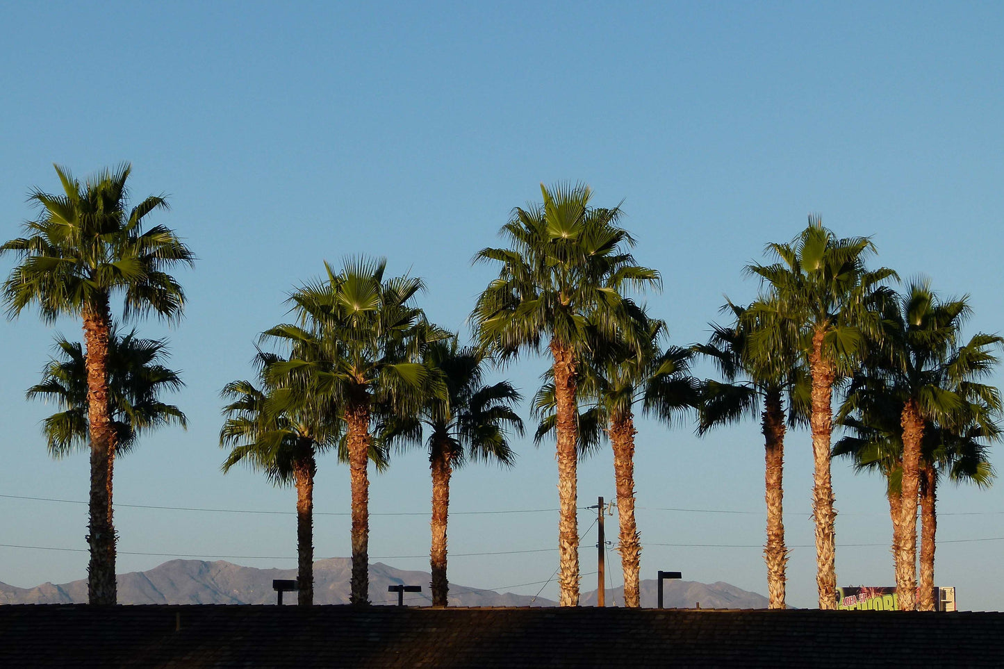 Washingtonia Robusta Palme Premium
