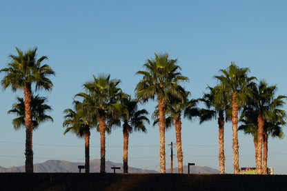 Washingtonia Robusta Palme Premium