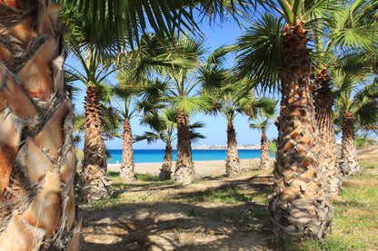 Washingtonia Robusta Palme Premium