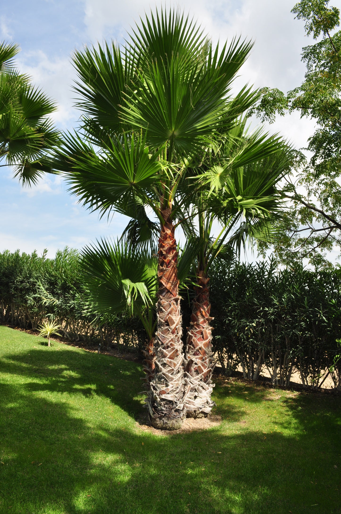 Washingtonia Robusta Palme Premium