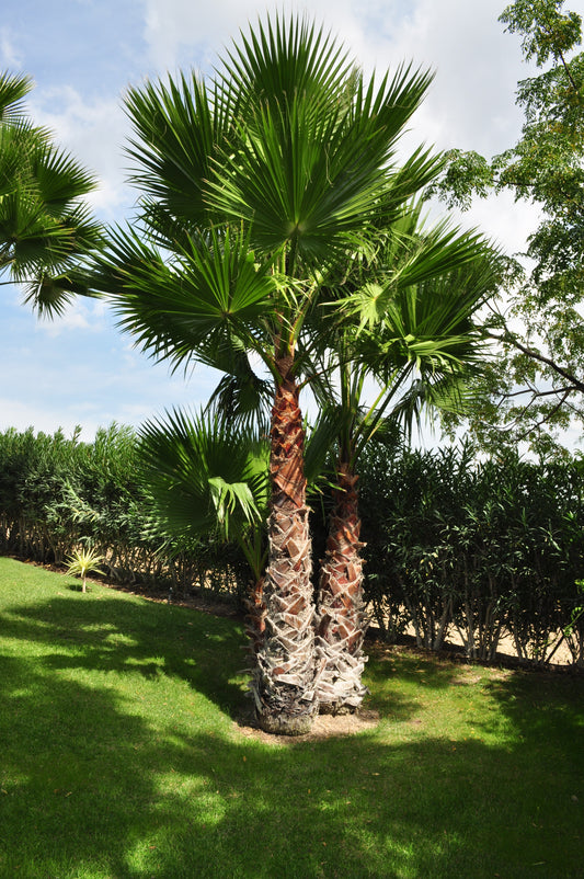 Washingtonia Robusta Palme Premium